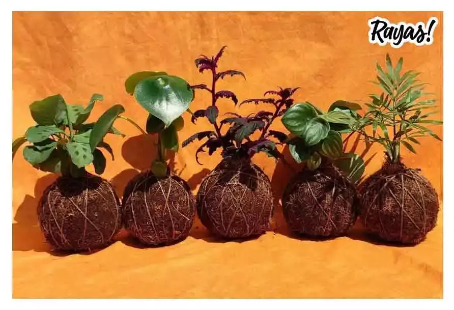 Los Pinitos suculentos que puedes encontrar en Puebla para esta Navidad