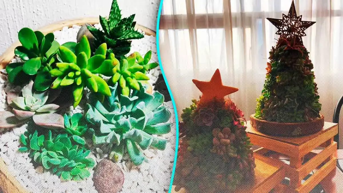 Los Pinitos suculentos que puedes encontrar en Puebla para esta Navidad