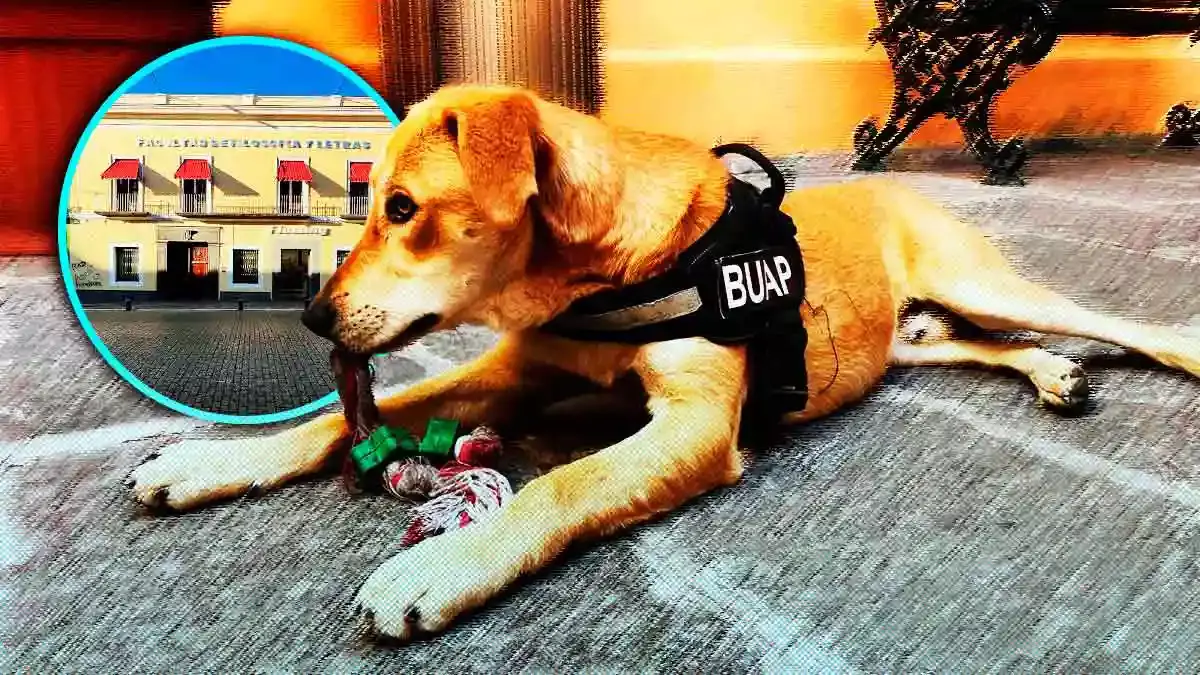 Él es Carolino, el perrito que cuida la Facultad de Filosofía y Letras BUAP