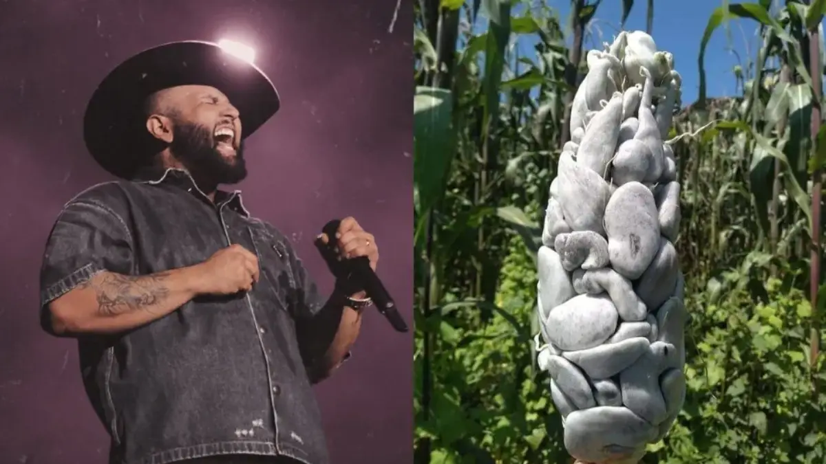 La boda del huitlacoche letra, estrofa a estrofa