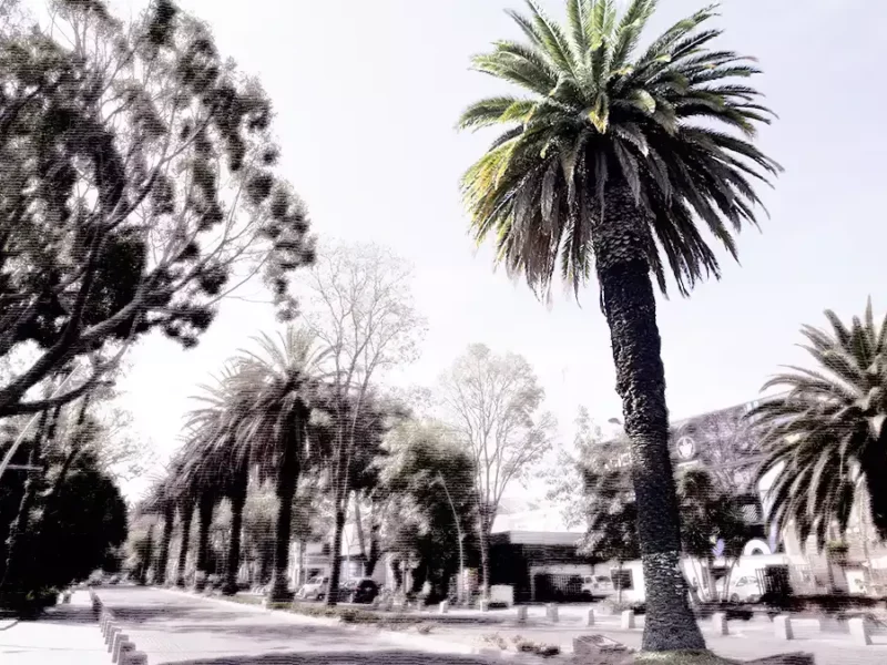 Ayuntamiento de Puebla reconoce que hay palmeras que están enfermas o tienen daños