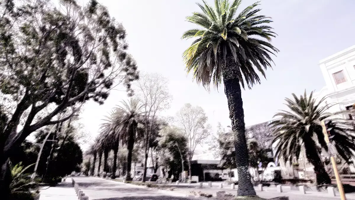 Ayuntamiento de Puebla reconoce que hay palmeras que están enfermas o tienen daños