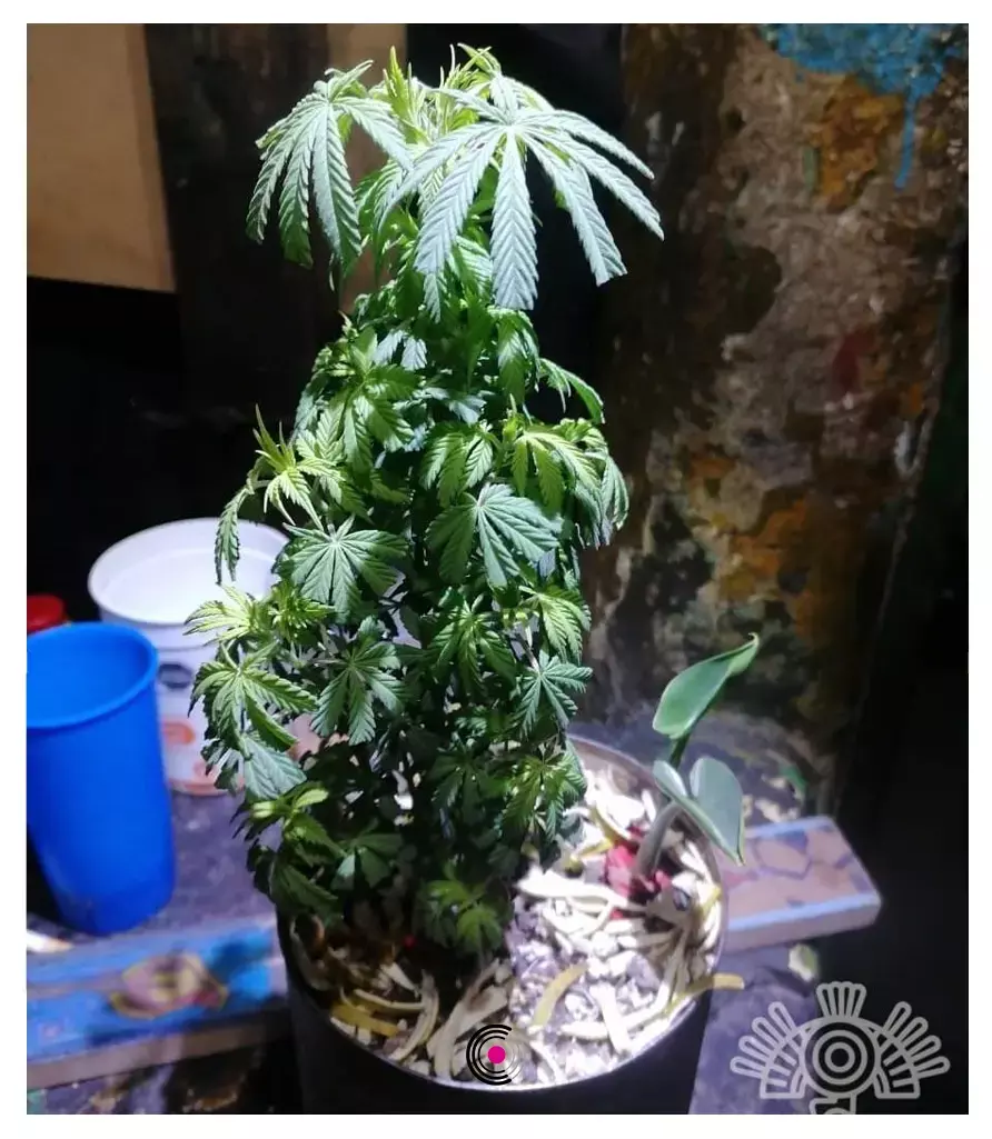 Agentes perrunos encuentran planta de cannabis en el penal de San Miguel