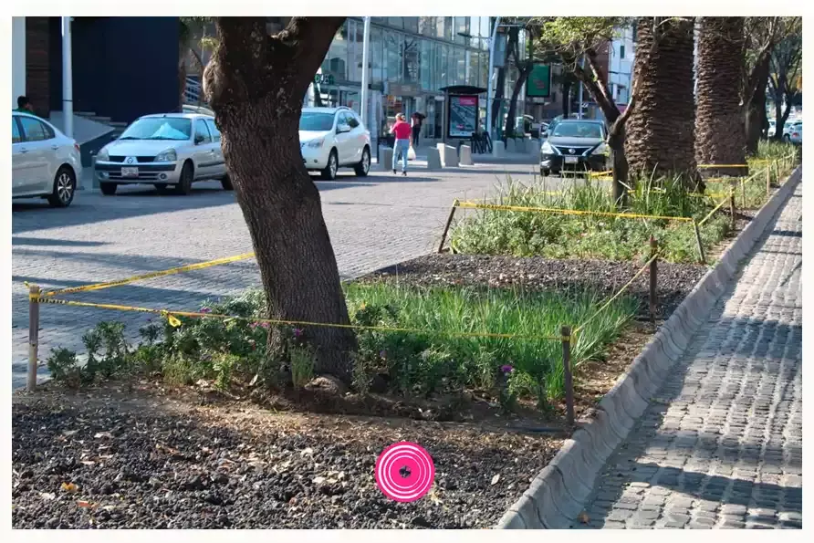 Ayuntamiento de Puebla entrega 4 camellones rehabilitados en la Avenida Juárez