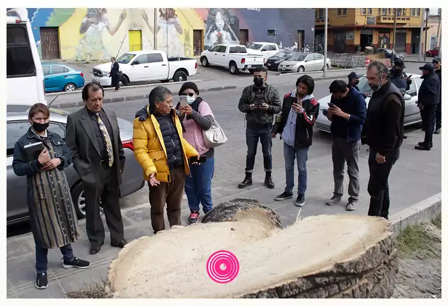 Ayuntamiento de Puebla retirará 18 palmeras enfermas de la zona de El Alto
