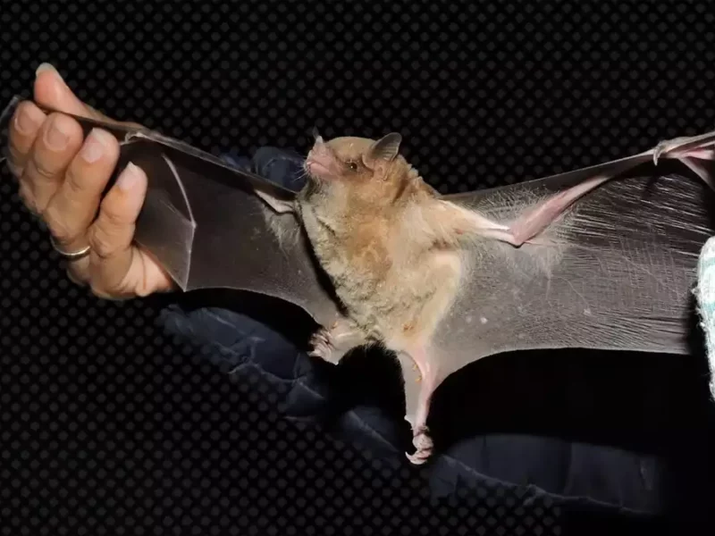 Murciélago muerde a tres niños en Oaxaca y los contagia de rabia.