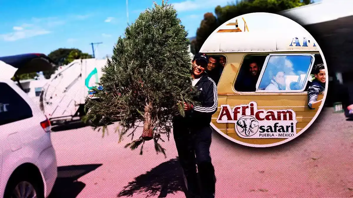 Aquí puedes donar tu árbol de Navidad a cambio de un 2x1 en Africam Safari