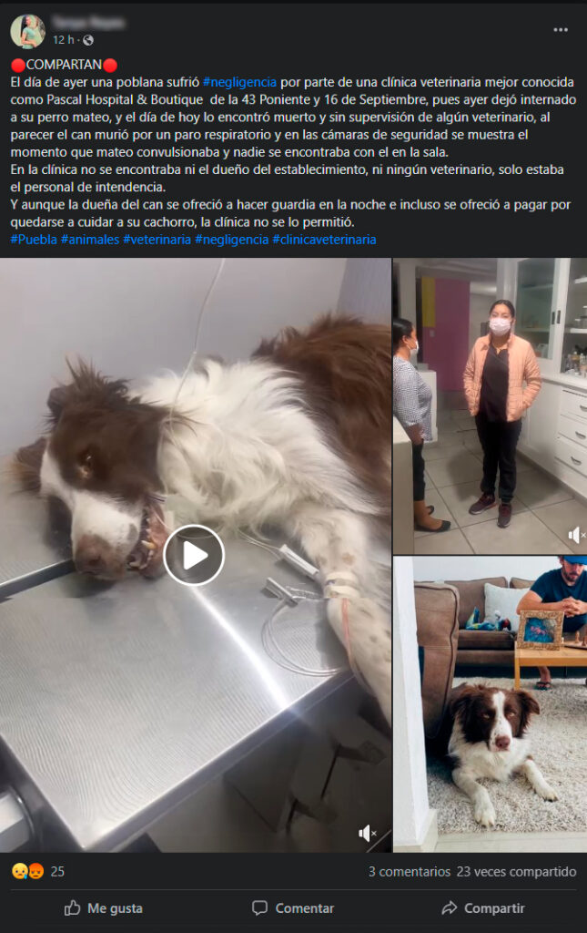Poblana denuncia a veterinaria de Huexotitla por matar a su mascota