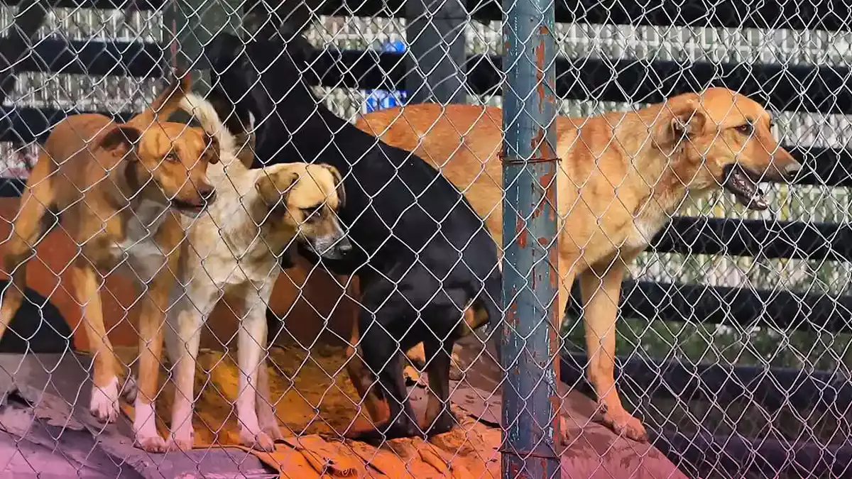 Ayuntamiento de Puebla pide que evites regalar mascotas para Reyes Magos