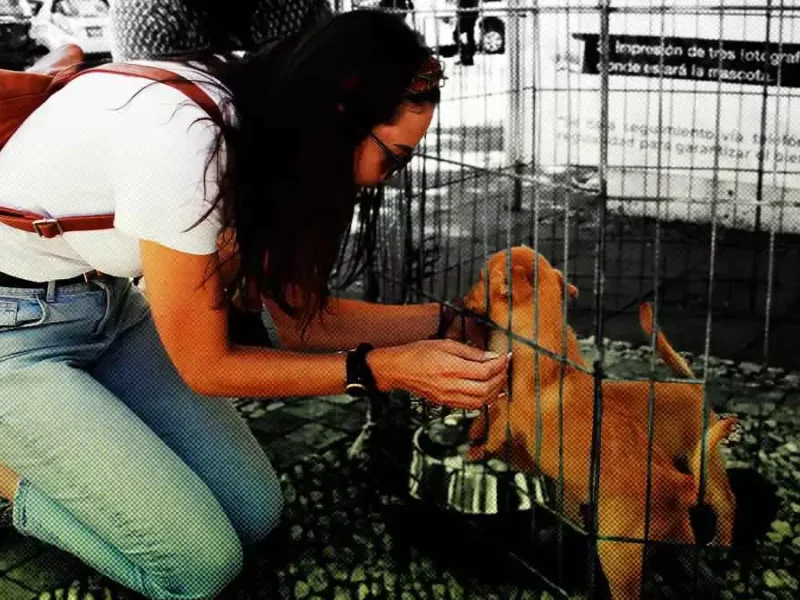 Puebla tendrá más presupuesto en 2023 para acciones de protección animal