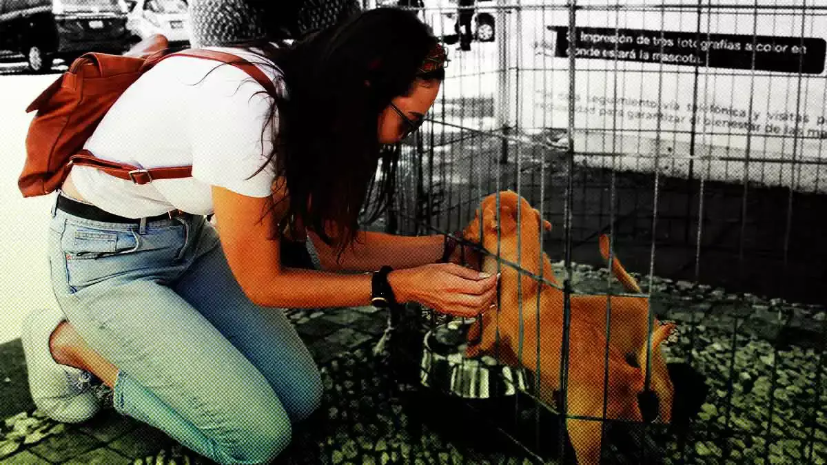 Puebla tendrá más presupuesto en 2023 para acciones de protección animal
