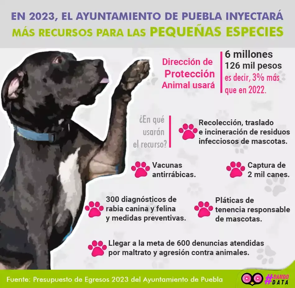 Puebla tendrá más presupuesto en 2023 para acciones de protección animal