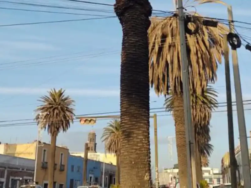 Especialistas determinan necesidad de retirar palmeras enfermas en El Alto