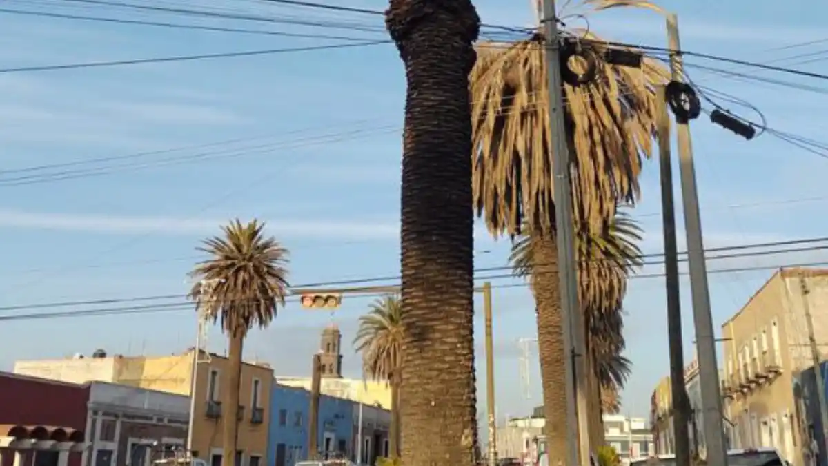 Especialistas determinan necesidad de retirar palmeras enfermas en El Alto