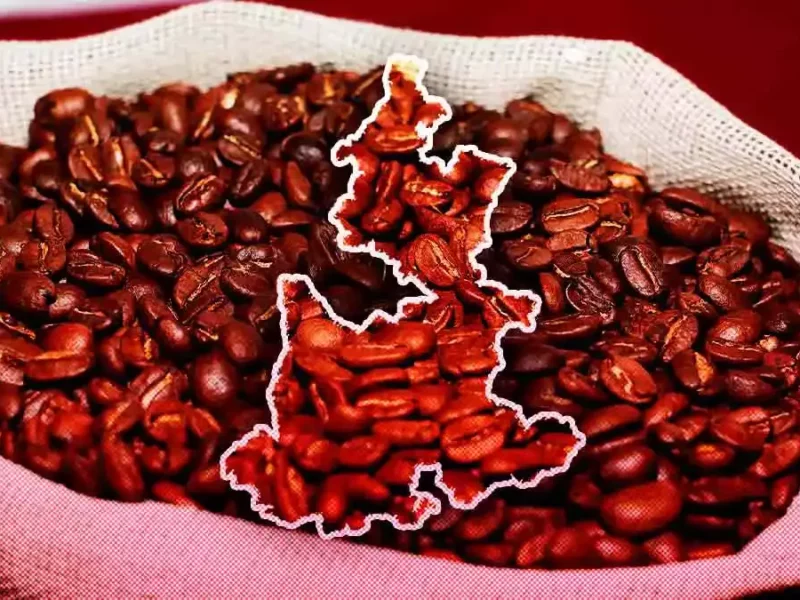 En dos años, Puebla incrementó 73% su producción de café