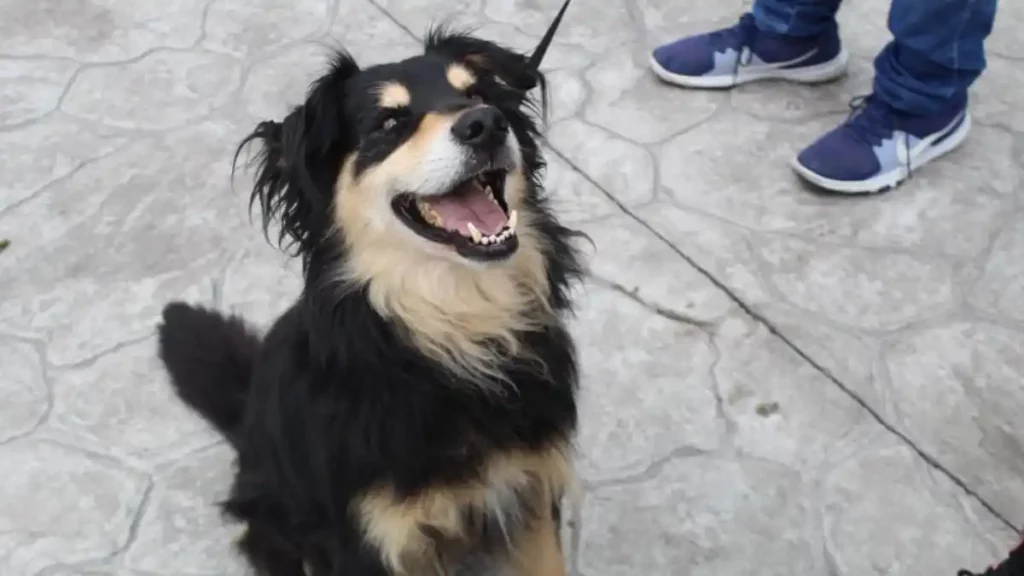 Medio Ambiente exhorta a evitar la compra-venta de mascotas con motivo del Día de Reyes