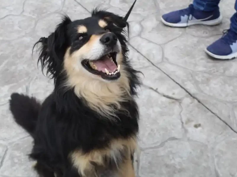 Medio Ambiente exhorta a evitar la compra-venta de mascotas con motivo del Día de Reyes