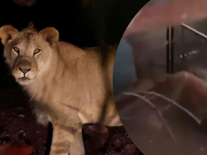 Profepa se encargará de un león hallado en Balcones del Sur, en Puebla.