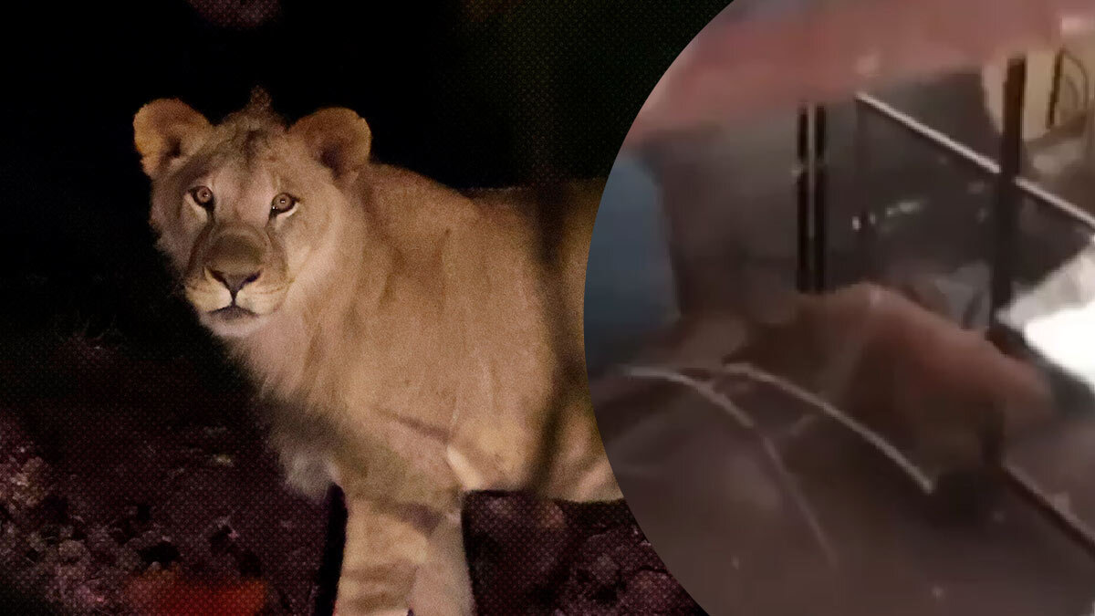 Profepa se encargará de un león hallado en Balcones del Sur, en Puebla.