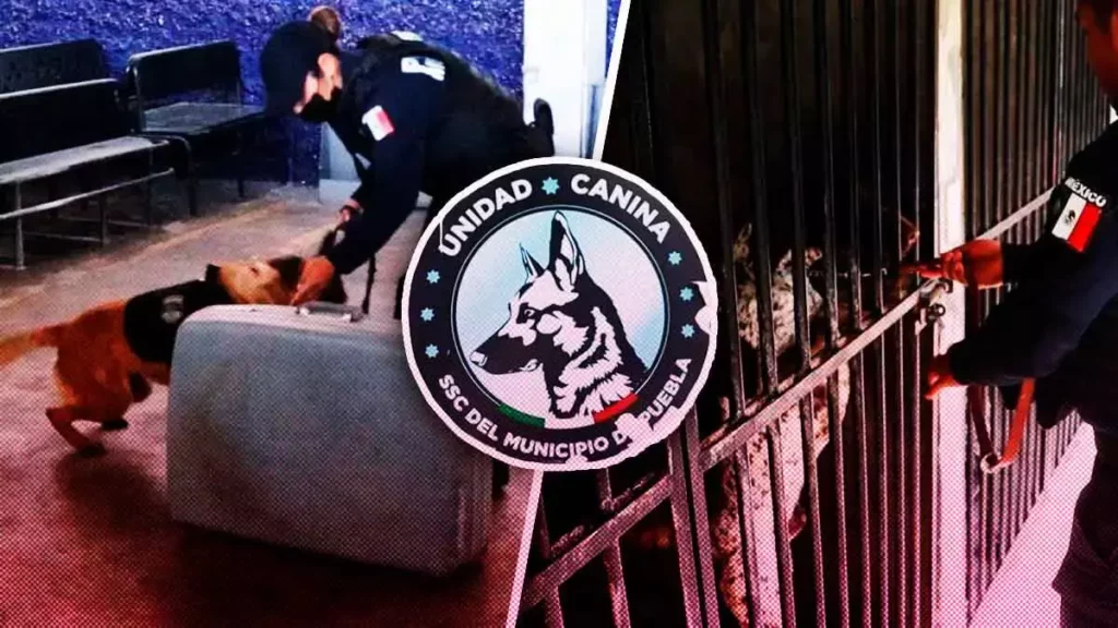 Ellos son los valientes Binomios Caninos de la SSC de Puebla