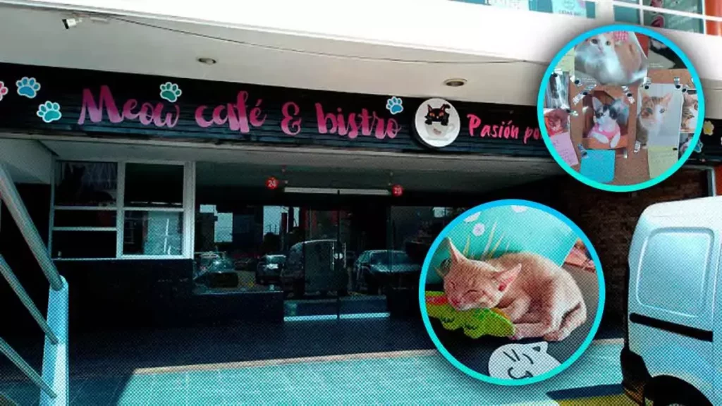 ¡Miauuu! Déjate ronronear conviviendo con michis en Meow Café & Bistro de Puebla