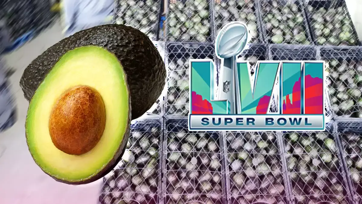 Más de 10 mil toneladas de aguacate mexicano se exportarán al Super Bowl