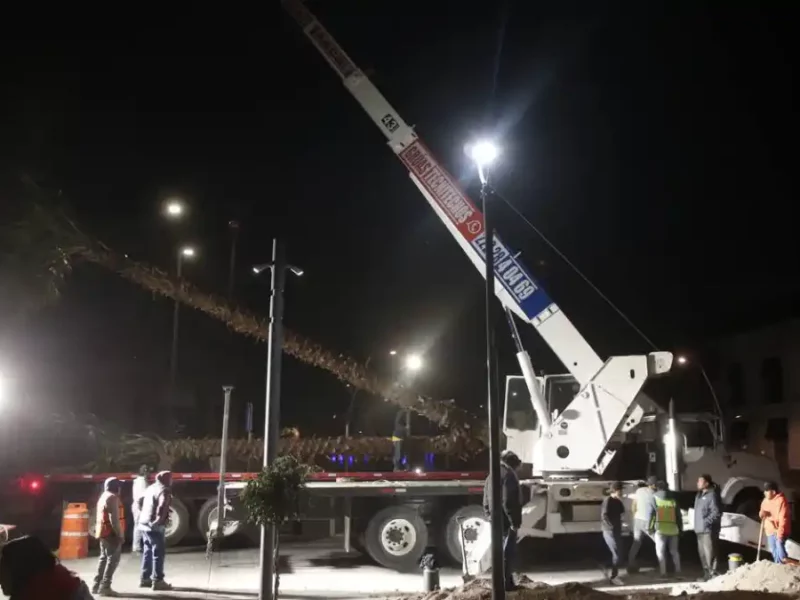Ayuntamiento de Puebla planta palmeras en Avenida Juárez y Paseo Bravo