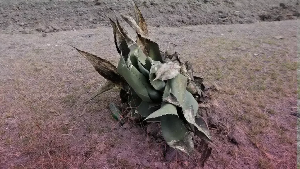 17 mil hectáreas de campo poblano fueron afectadas por sequías y heladas en 2022