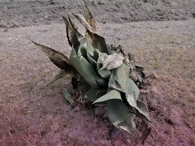 17 mil hectáreas de campo poblano fueron afectadas por sequías y heladas en 2022