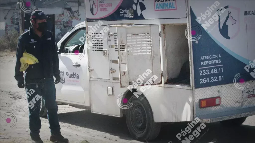 Envenenan a diez perros en Paseos de Castillotla, al sur de Puebla.