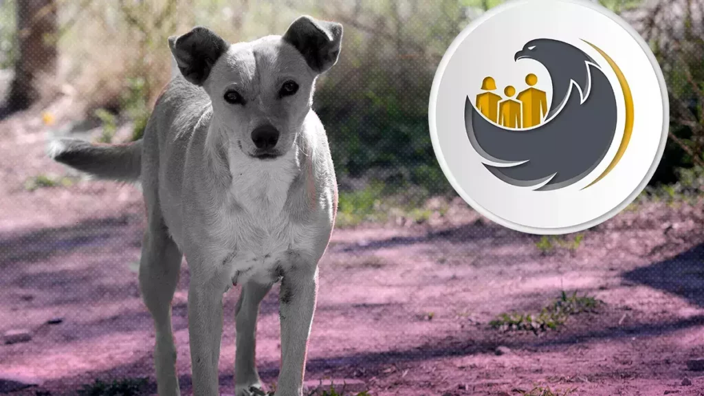 Denunciarán ante la FGE el envenenamiento de perros en Castillotla; cárcel a los responsables