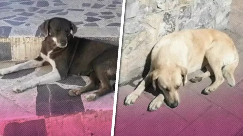 ¡Crueldad animal! Cuatro perros murieron por envenenamiento cerca de la Normal de Teteles, Puebla