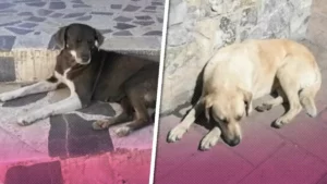 ¡Crueldad animal! Cuatro perros murieron por envenenamiento cerca de la Normal de Teteles, Puebla