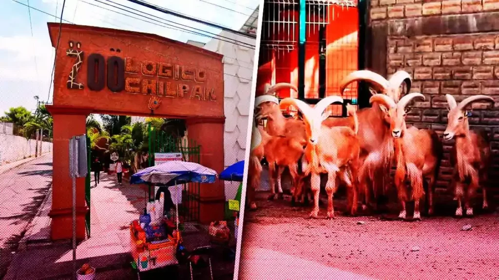 Cocinaron cuatro cabras pigmeas en zoológico de Chilpancingo para cena de Navidad