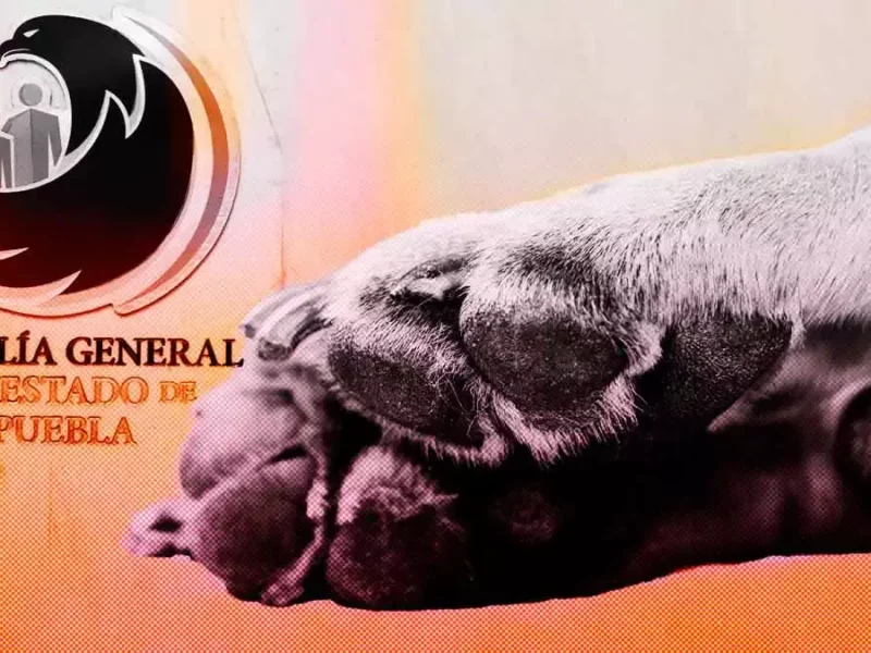 Sigue investigación del envenenamiento de perros en Castillotla; FGE ya tiene información