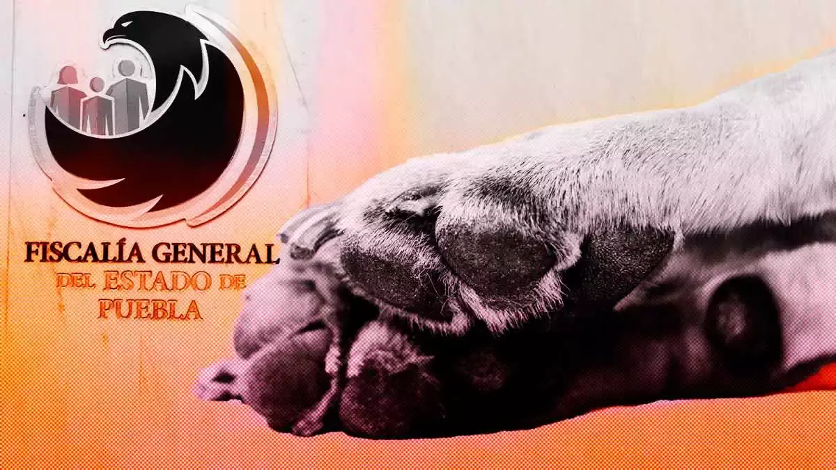 Sigue investigación del envenenamiento de perros en Castillotla; FGE ya tiene información