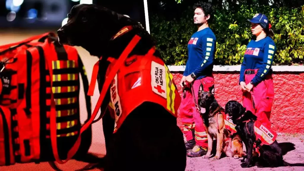 Perros y rescatistas de Cruz Roja Puebla buscarán víctimas del sismo en Turquía