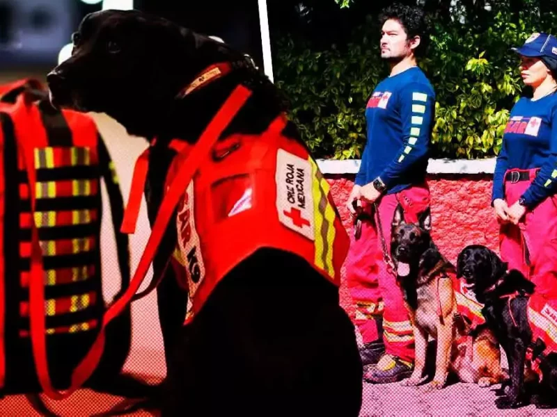 Perros y rescatistas de Cruz Roja Puebla buscarán víctimas del sismo en Turquía