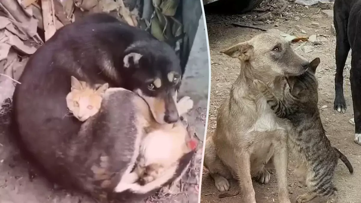 Perro y gato se abrazan tras ser rescatados de los escombros del terremoto en Turquía