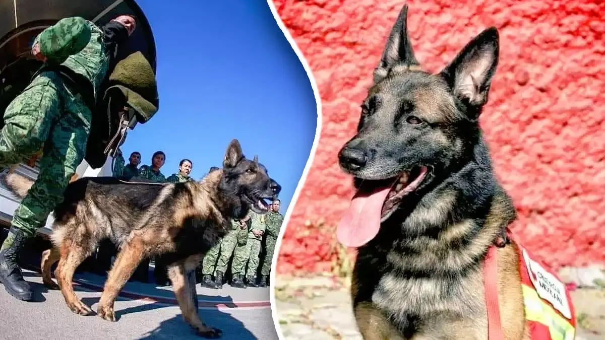Muere Proteo, perro rescatista del Ejército; lo despiden con emotivo mensaje.