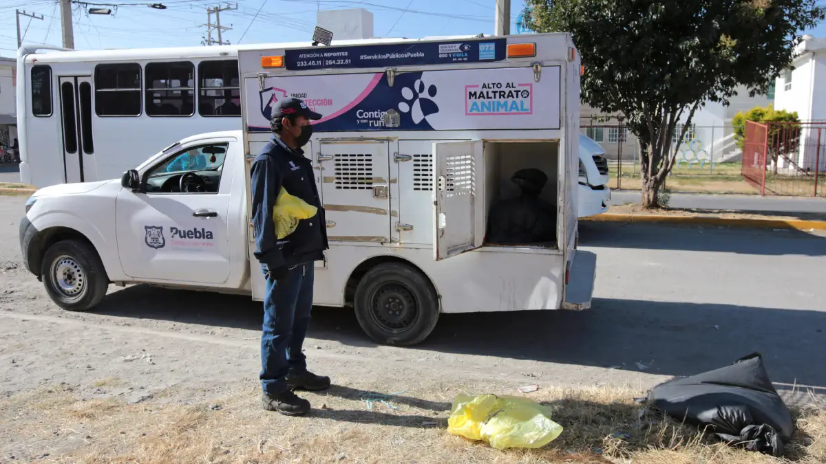 Departamento de Atención Canina y Felina reporta 15 perros envenenados en Tecamachalco