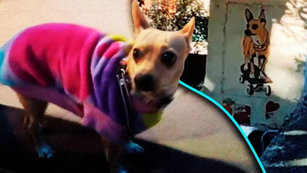 Conoce a Brandy, la perrita skater de Puebla