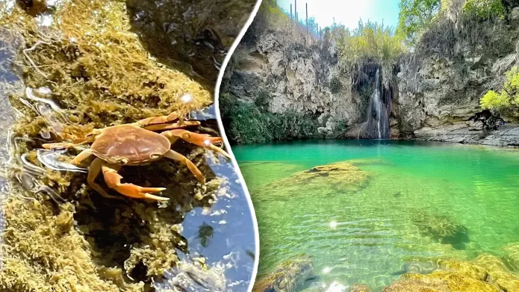Conoce la 'Cascada de los Pescaditos', un manantial en Puebla para nadar