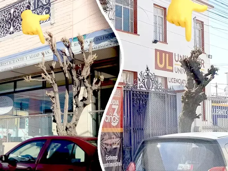Hay más árboles trasquilados en la ciudad de Puebla, denuncia Arborismo
