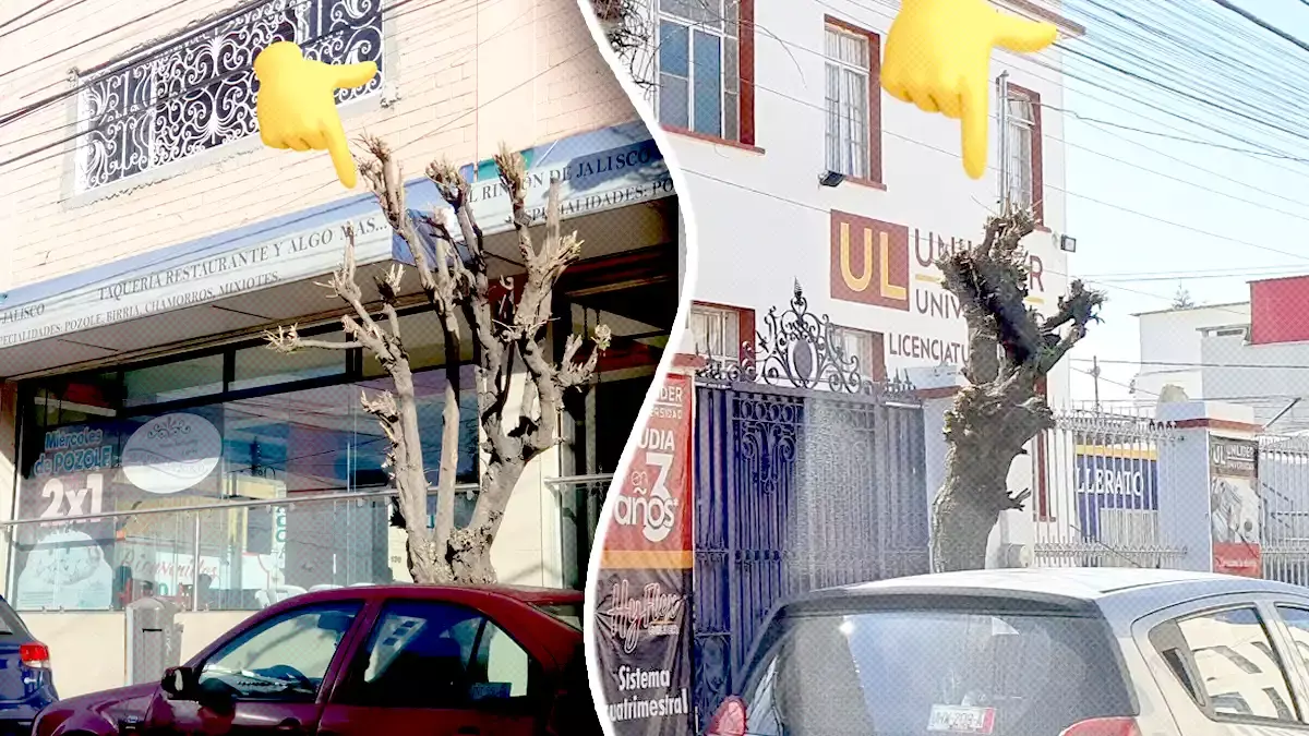 Hay más árboles trasquilados en la ciudad de Puebla, denuncia Arborismo