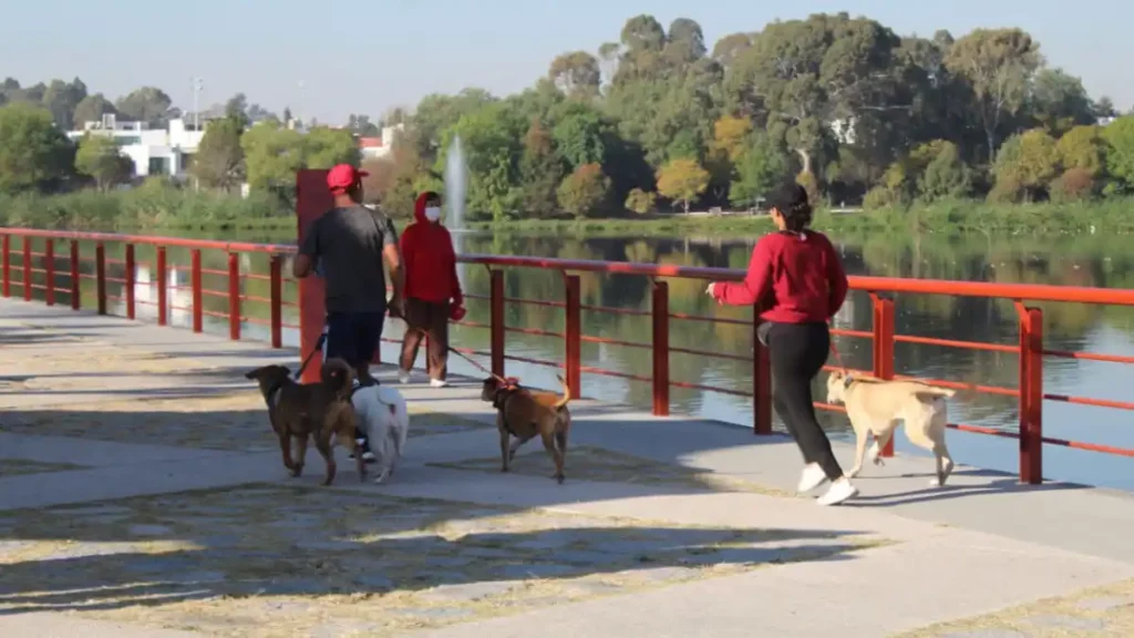 Ofrece Medio Ambiente Municipal curso de adiestramiento canino