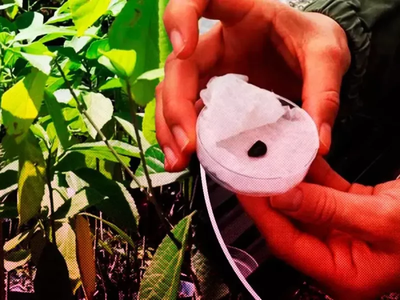 Jardín Botánico de la BUAP al rescate de árboles en peligro de extinción  