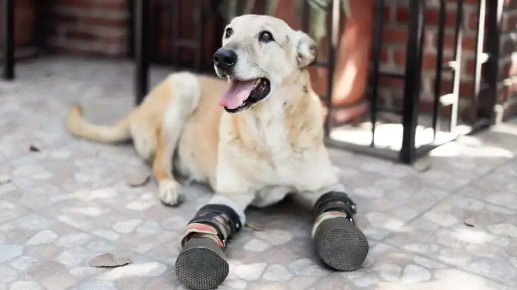 ¡Vota por Pay de Limón!, el perro víctima de “Los Zetas”