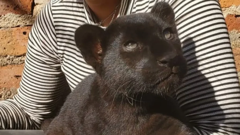 Sandra Echeverría logra que cachorro de pantera sea rescatado por la Profepa.