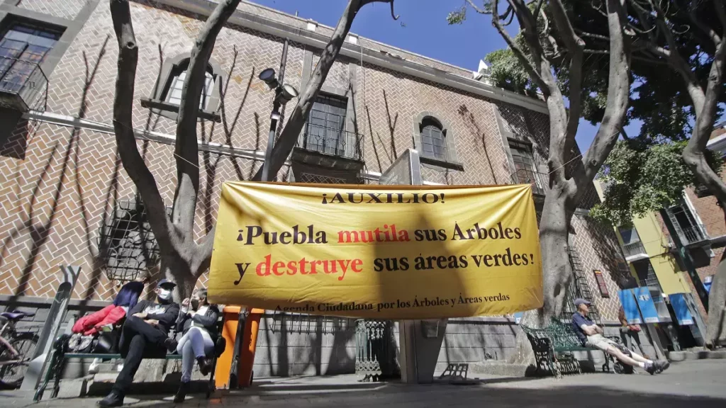 Ayuntamiento de Puebla confirma poda irregular a árboles de la 8 Oriente.
